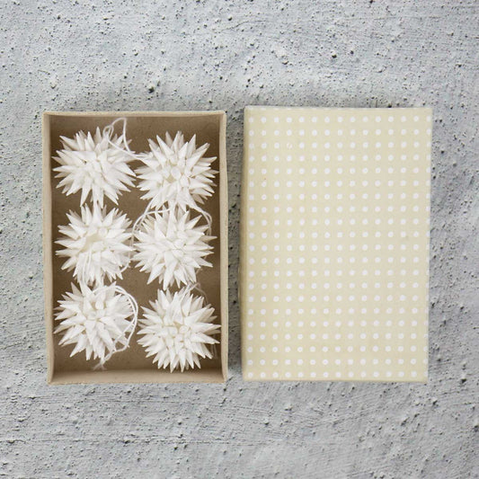 Kottar, Vita, 6-Pack - AfroArt